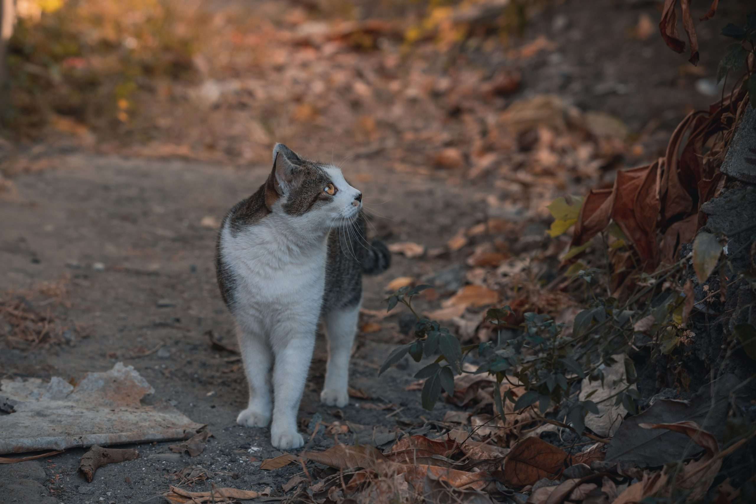 Autumn energy wellness for cats